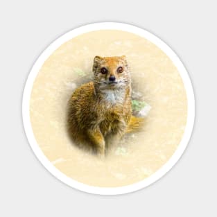 Yellow mongoose Magnet